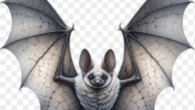 Cute:-_Noi7qWhat makes the 'Cute:-_Noi7qvbwi= Bat' so enchanting, and how do they challenge our perceptions of these misunderstood creatures? vbwi= Bat