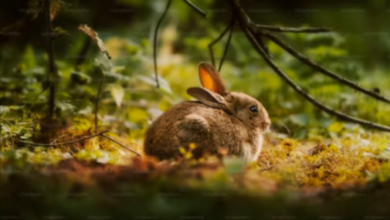 Cute:G20bacyjnym= Rabbits